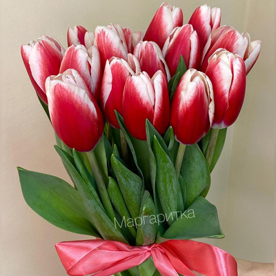 Красно - белый тюльпан 15шт