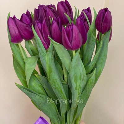Фиолетовый тюльпан 15шт